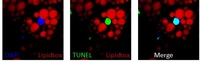 Niemann et al.png