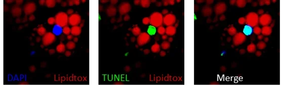 Niemann et al.png