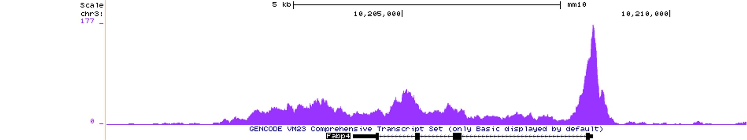 P12 GR binding at the Fabp4 locus.jpg