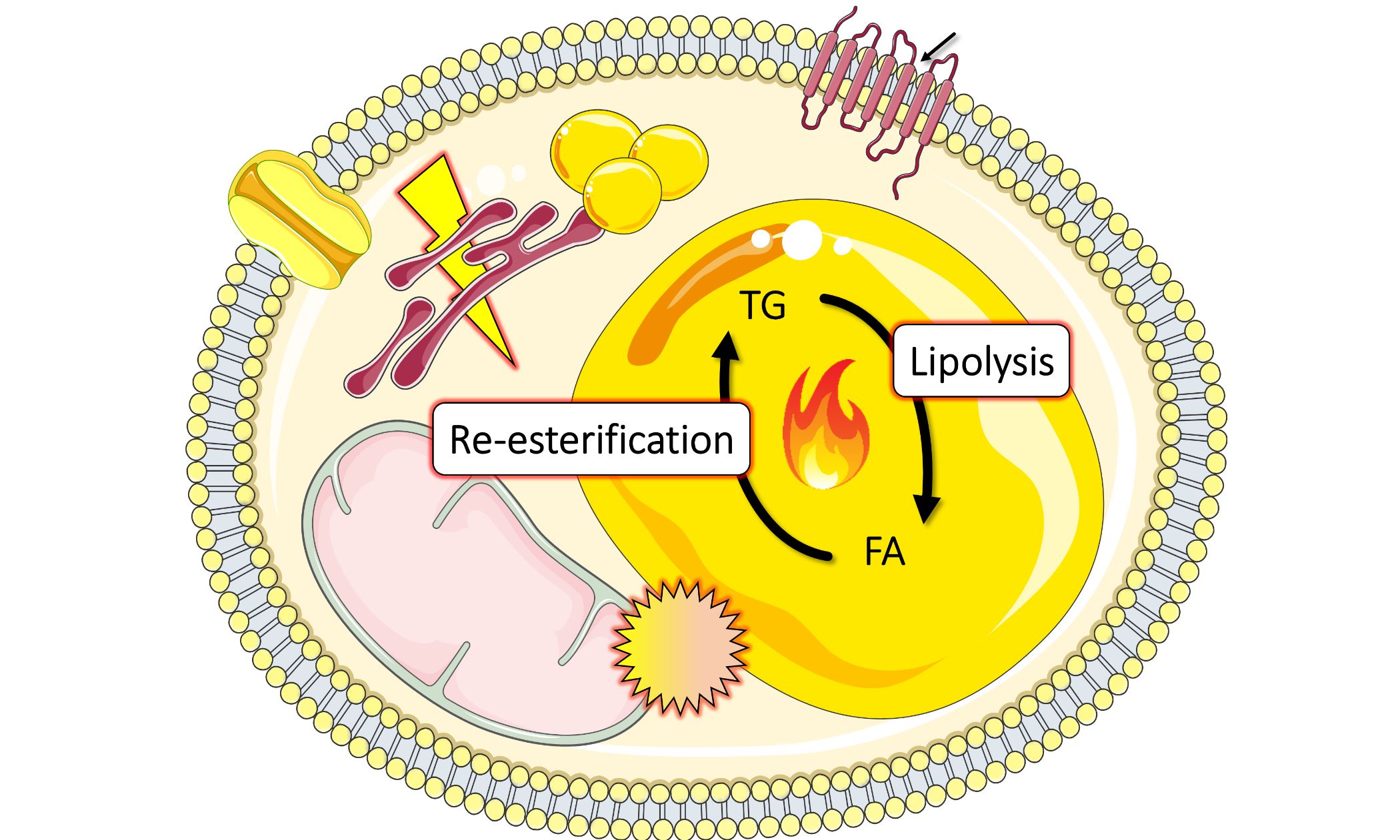 Thermogenic futile cycling in brown and beige adipocytes.