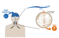 physiological regulation of BAT