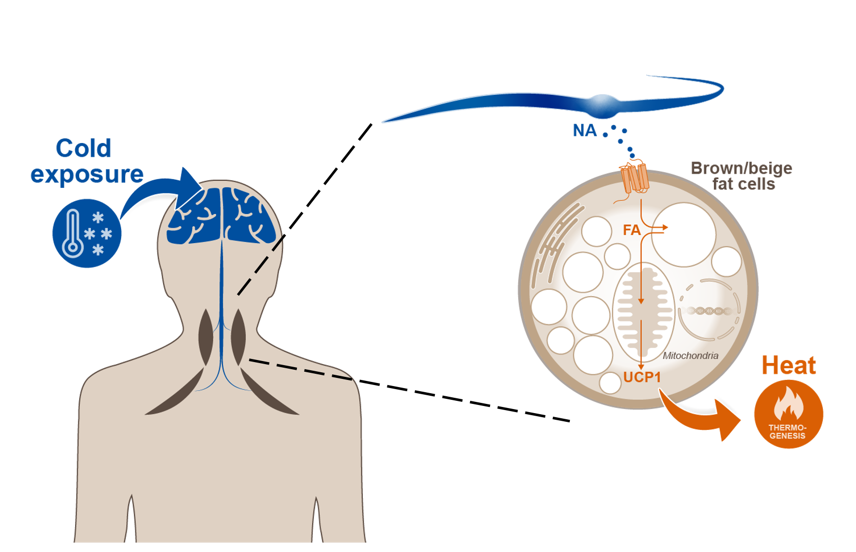 physiological regulation of BAT