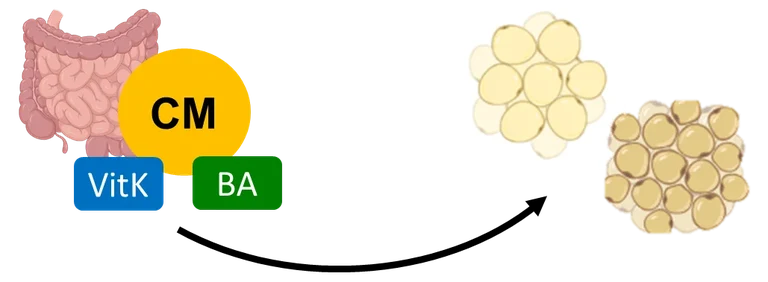 P02_graphical abstract.png