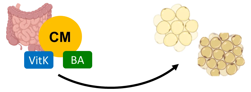 P02_graphical abstract.png