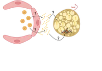 P05 image.png