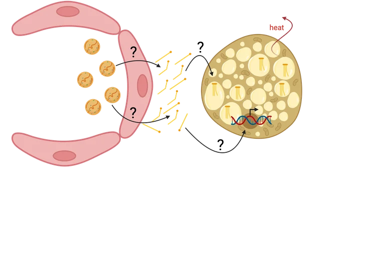 P05 image.png