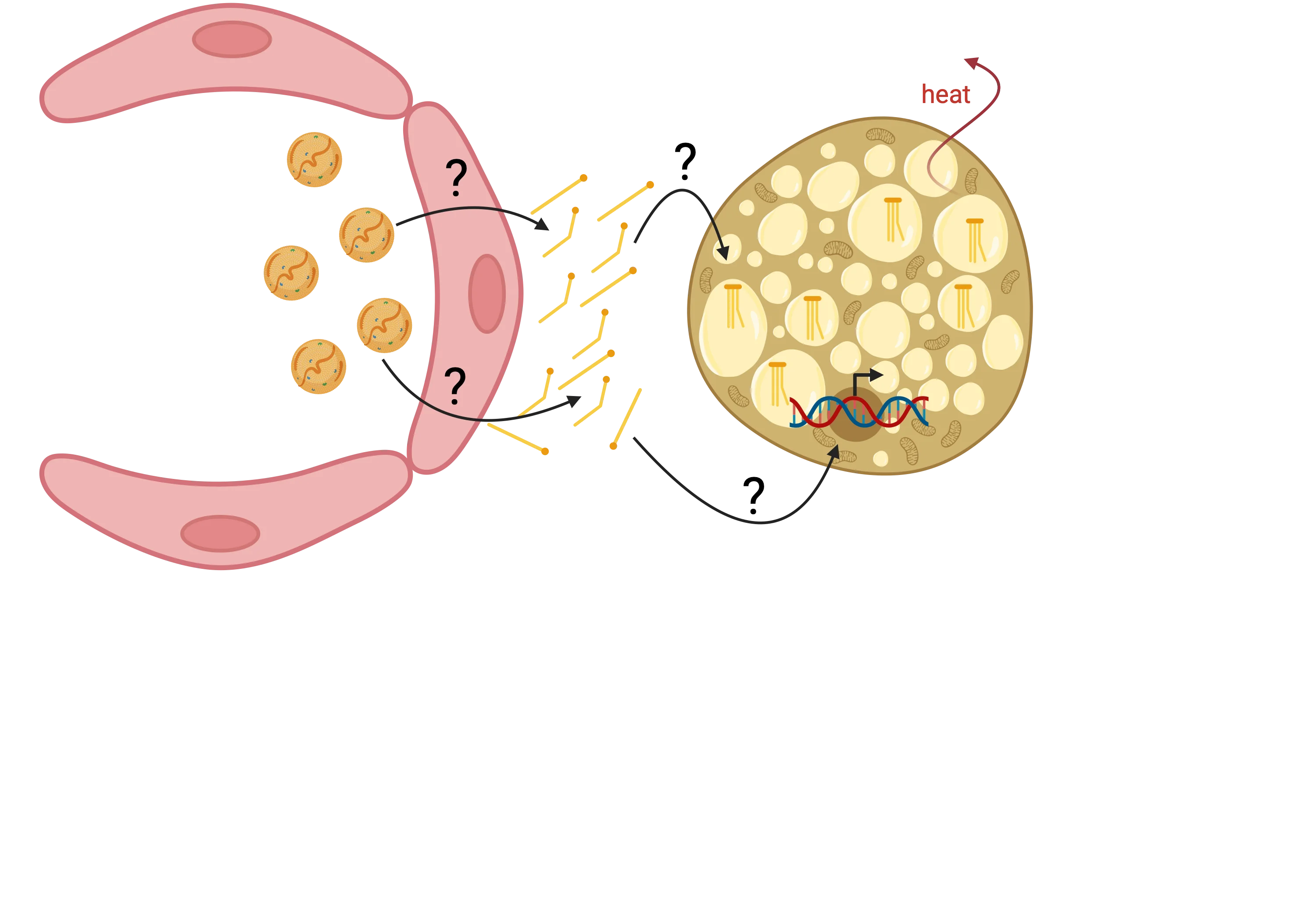 P05 image.png