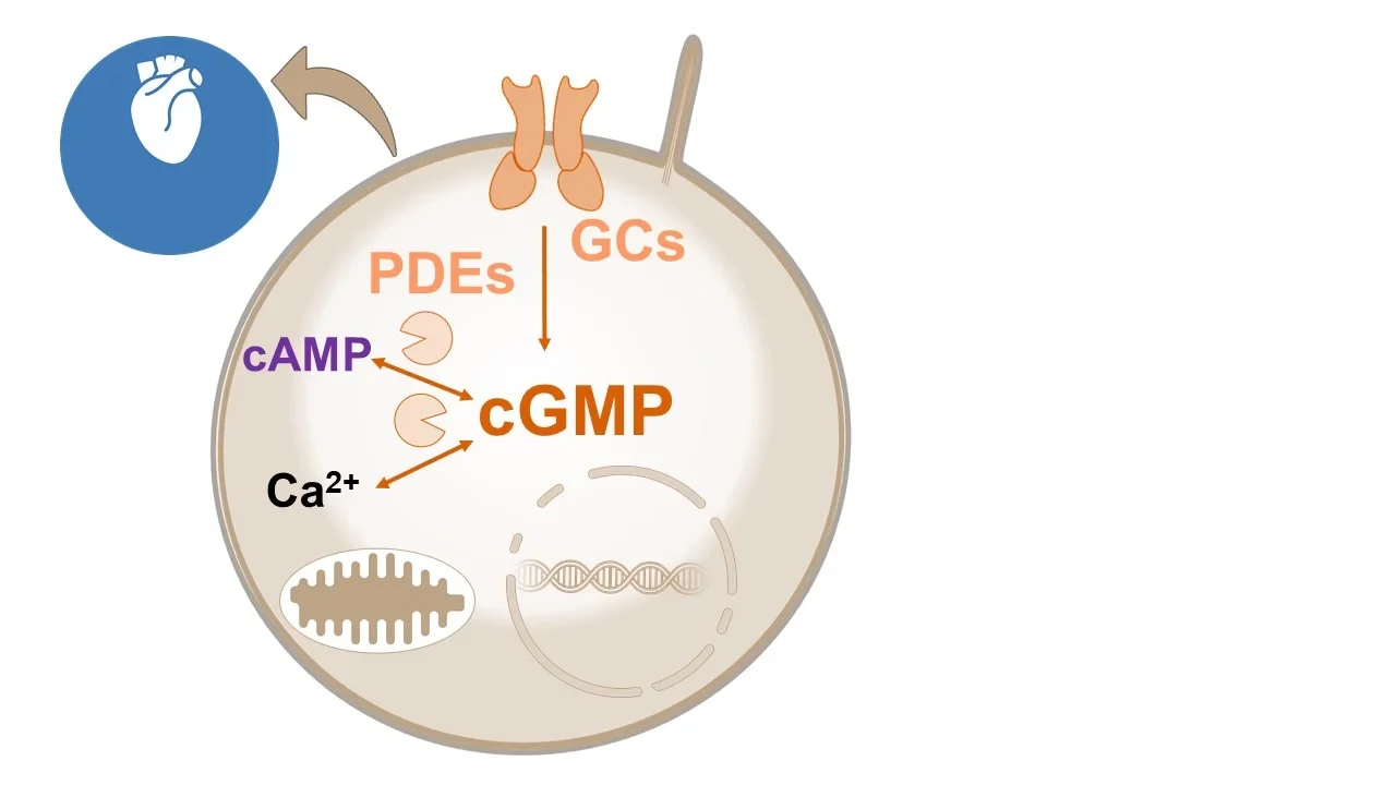 P11 image.jpg
