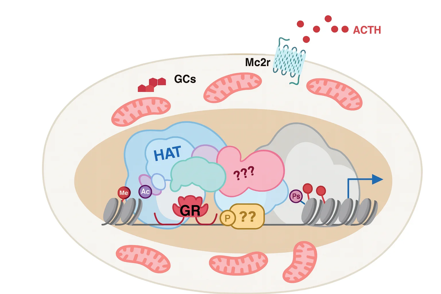 GR binding at the Fabp4 locus.jpg