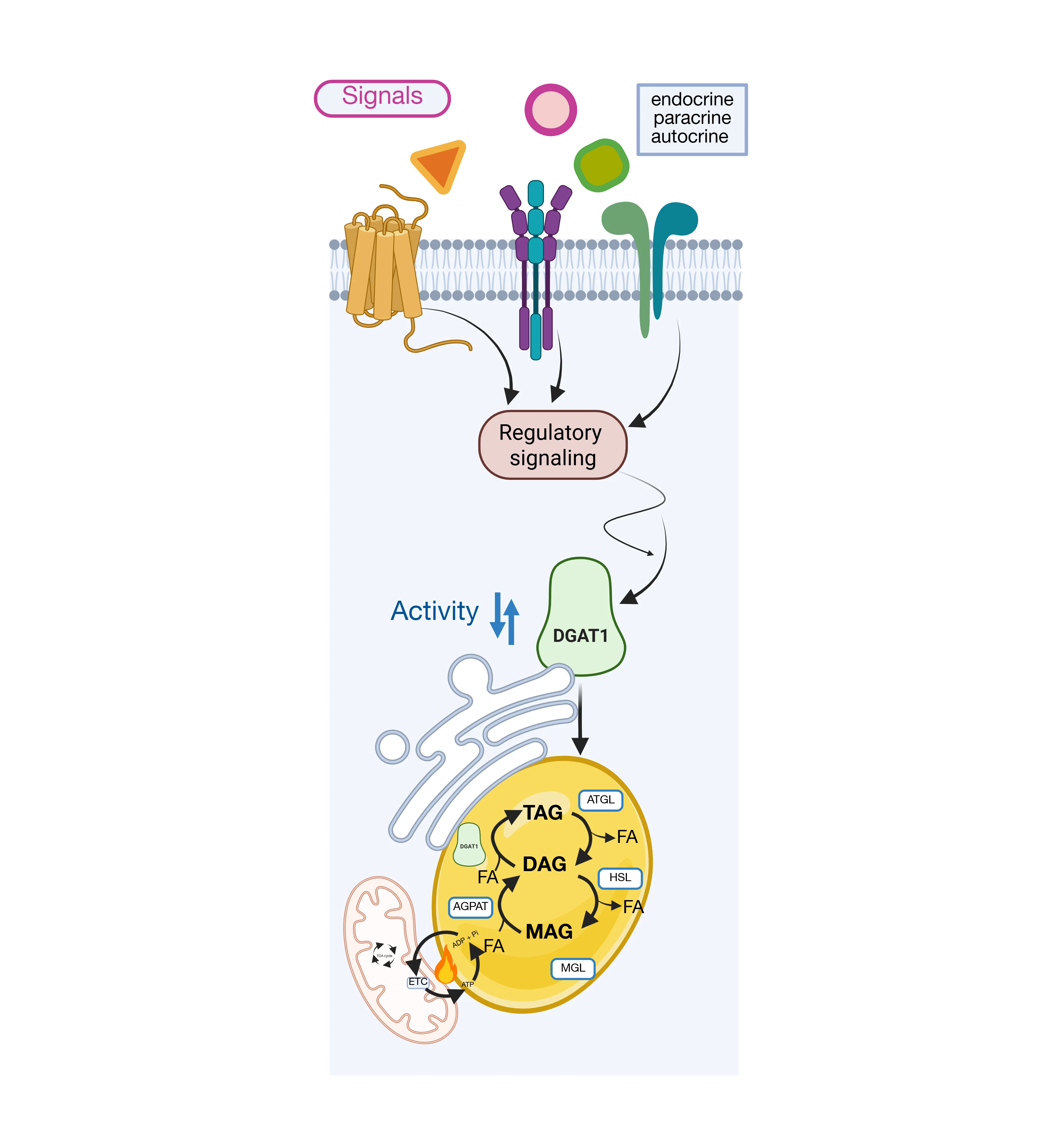 Thermogenic futile cycling in brown and beige adipocytes. This figure was created using https://smart.servier.com